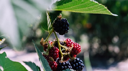 Cele mai rezistente soiuri de zmeur potrivite pentru grădină