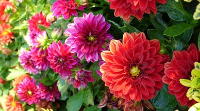 Colorează-ți grădina cu dalii