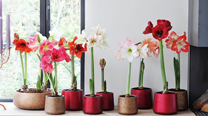 Condițiile optime iarna pentru plante de cameră sănătoase