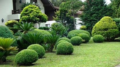 Ce conifere să folosești pentru o curte ferită de ochii curioșilor