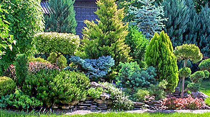 Coniferele - aristocratele grădinilor!