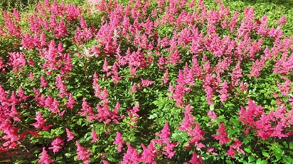 Crește astilbe și dă culoare grădinii tale