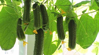 Creșterea castraveților în casă