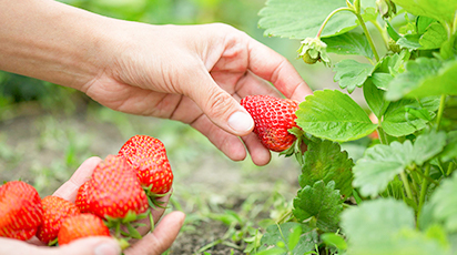 Creșterea culturilor de căpșuni remontante