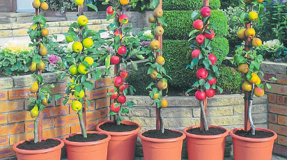 Cu ce trebuie să începi o livadă de pomi columnari