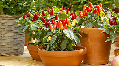 Tehnologia de cultivare a semințelor de ardei