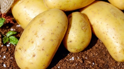 Cultivarea cartofilor. Sfaturi și recomandări pentru o recoltă bogată
