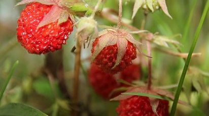 Cultivarea fragilor în grădină. Plantare, Întreținere și Beneficii