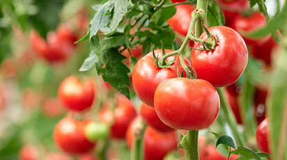 Tehnologia de cultivare a semințelor de roșii