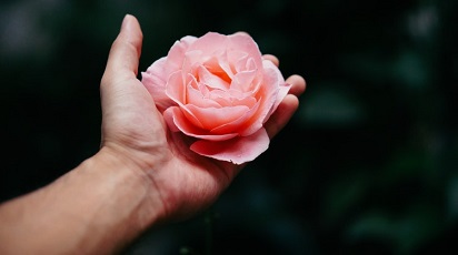 Cum ai grijă de butașii de trandafir în primul an de la plantare