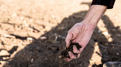 Cum ai grijă de legumele tale pe timp de secetă 