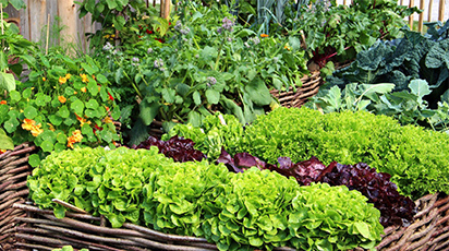 Cum amenajezi grădina de legume pe paturi ridicate în solarii