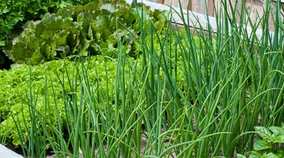 Cum amenajezi o mini-grădină de verdețuri în balcon