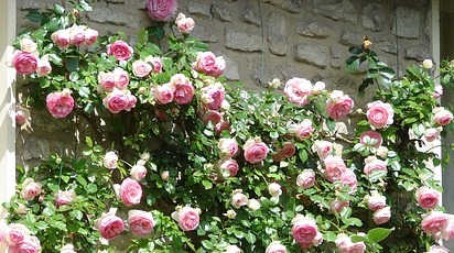 Cum avem grijă de trandafirii urcători la finalul verii?