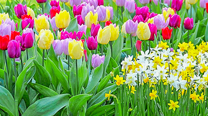 Cum combinăm bulbii în covoarele de flori