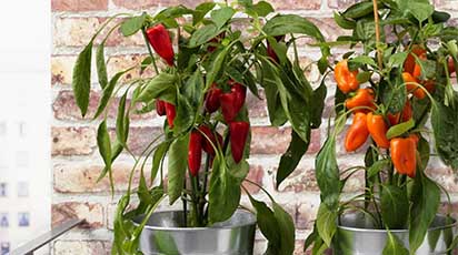 Cum crești ardeiul iute pe pervazul ferestrei