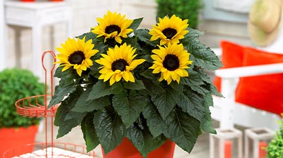 Cum crești floarea-soarelui în ghiveci la interior