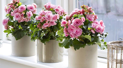 Cum crești și îngrijești begonia în apartament