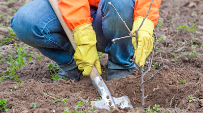 Cum efectuăm corect plantarea pomilor fructiferi toamna