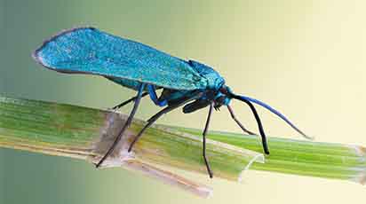 Cum eviți acumularea de ouă de molii pe crengile pomilor fructiferi