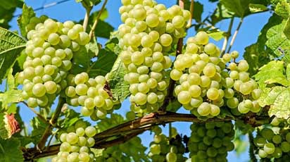 Cum să faci tăierile de primăvară la vița de vie. Ghid pas cu pas