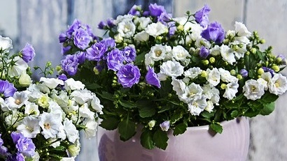 Un spectacol floral: cum îngrijesc campanula în perioada iernii?