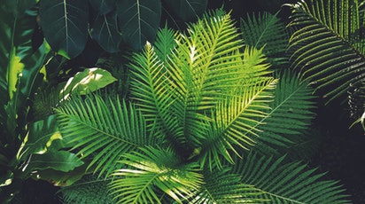 Cum îngrijești cea mai cunoscută plantă de interior. Tot ce trebuie să știi despre ferigă 