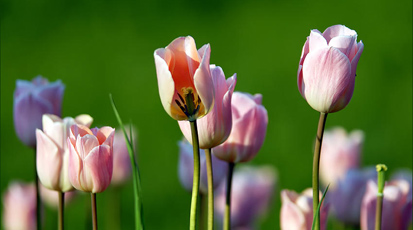 Cum îngrijești lalelele după înflorire