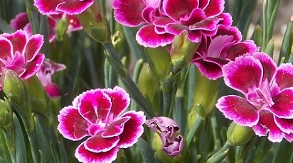 Cum îngrijim garofița, planta ideală pentru balcon și terasă