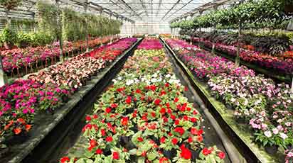 Cum îți amenajezi și îngrijești sera pe timp de iarnă