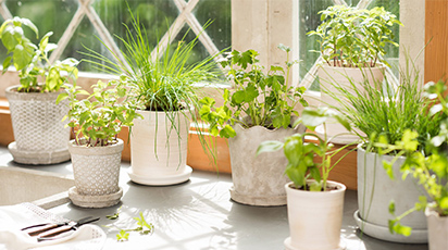 Cum îți dai seama că planta ta e în repaus vegetativ