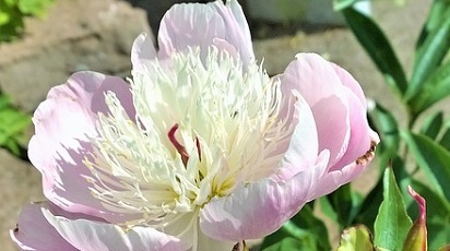 Cum obții o grădină impecabilă cu ajutorul plantelor perene