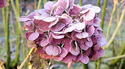 Cum păstrezi hortensiile iarna: secretele unei grădini magice