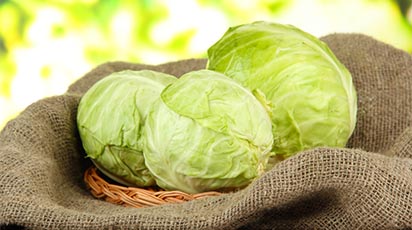 Cum plantez varza pentru producția de toamnă în grădină?