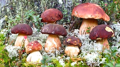 Cum plantezi corect ciupercile în grădina ta