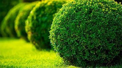 Cum plantezi şi îngrijeşti arbuştii ornamentali