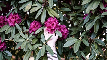 Cum plantezi și îngrijești rhododendronul pentru o grădină de vis