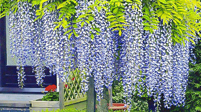 Cum plantezi și îngrijești Wisteria în grădină