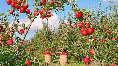 Cum poţi să-ţi amenajezi grădina toamna