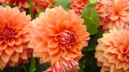 Cum pregătești daliile pentru iarnă: indicații pas cu pas