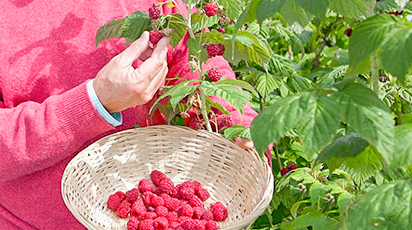 Cum pregătești zmeura pentru iarnă. Secretele grădinarilor experți