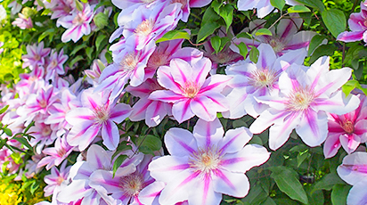 Cum protejezi clematisul pe timpul iernii