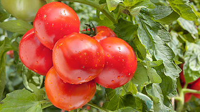 Cum să ai recolte bogate de roșii în luna august