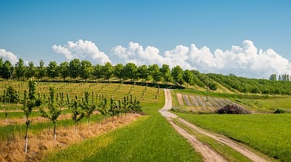 Cum să înfiinţezi o livadă de pomi fructiferi