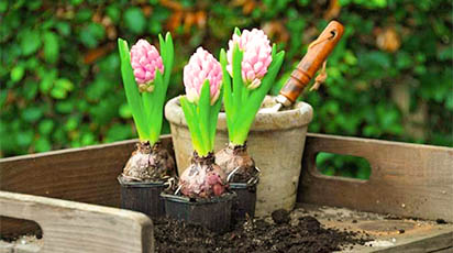 Cum să plantăm bulbii de flori în ghivece toamna