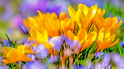 Cum se îngrijesc brândușele?