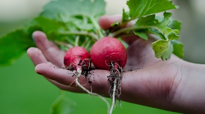 Cum se plantează și îngrijesc ridichile