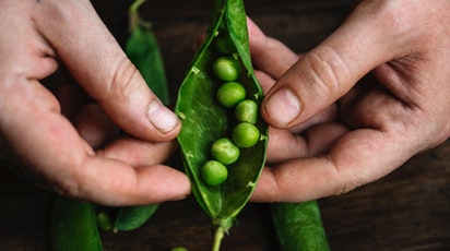 Cum se plantează și îngrijește cultura de mazăre: sfaturi pentru recolte bogate