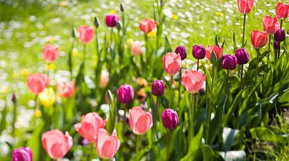 Cum și când plantăm lalelele toamna