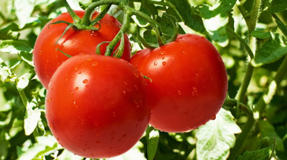 Cum și când se realizează copilirea roșiilor